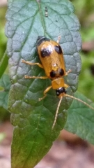 Phyllobrotica quadrimaculata