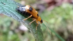 Phyllobrotica quadrimaculata