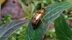 Phyllobrotica quadrimaculata