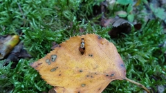 Phyllobrotica quadrimaculata