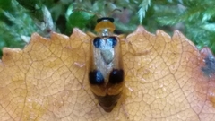 Phyllobrotica quadrimaculata