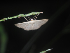 Scopula parodites