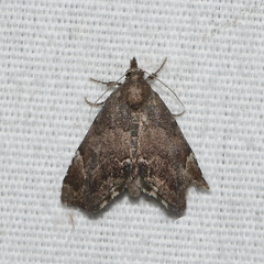 Cutina aluticolor