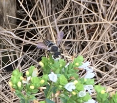 Megachilini