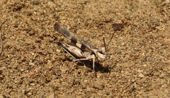 Psinidiini