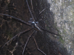 Dolomedes mizhoanus