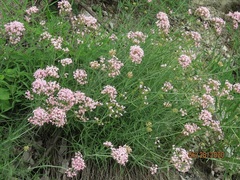 Centranthus angustifolius