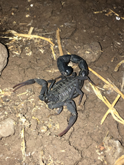 Hottentotta judaicus