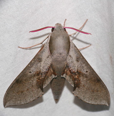 Hippotion rosae