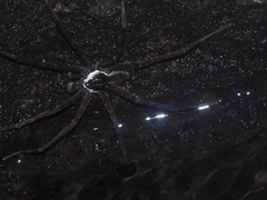 Dolomedes mizhoanus