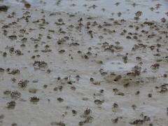 Ilyoplax formosensis