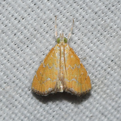 Xanthophysa psychicalis