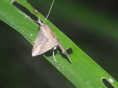 Hypena abjectalis