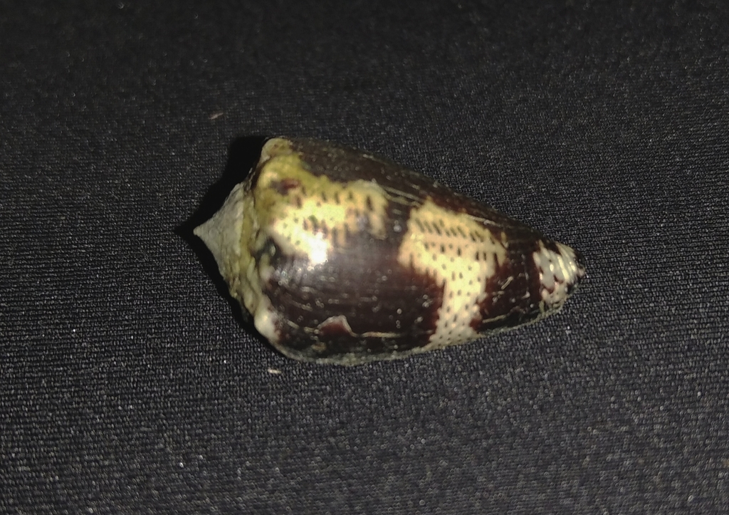 Conus brunneus