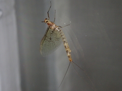 Ephemera danica