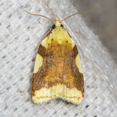 Cenopis niveana