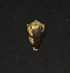 Conus brunneus