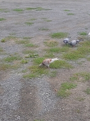 Columba livia domestica