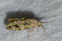 Proteoteras implicata