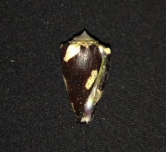 Conus brunneus