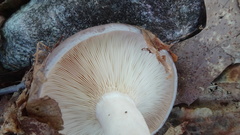 Lactarius uvidus