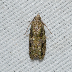 Proteoteras implicata