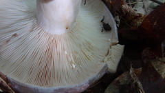 Lactarius uvidus