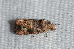Paralobesia