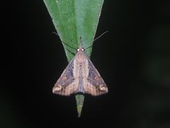 Hypena abjectalis