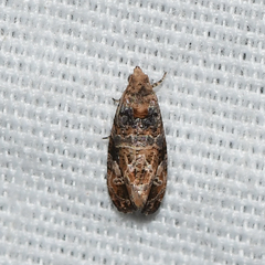 Paralobesia