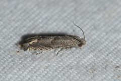 Epiblema minutana