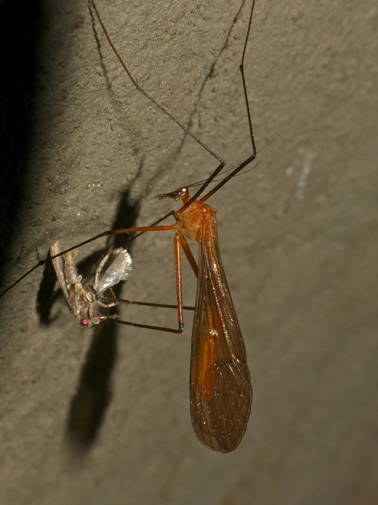 Bittacus zambezinus
