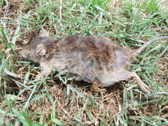 Rattus losea