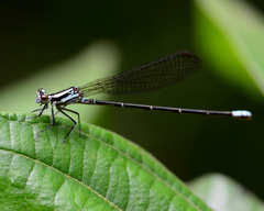 Argia frequentula