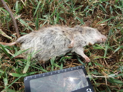 Rattus losea