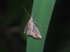 Hypena abjectalis