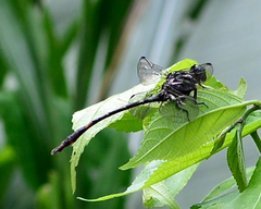 Aphylla angustifolia