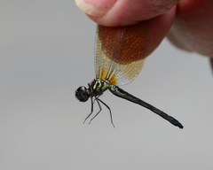 Macrothemis inequiunguis
