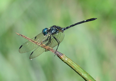 Dythemis