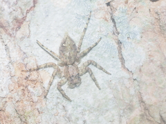 Phaeacius fimbriatus