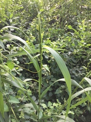 Tripsacum dactyloides