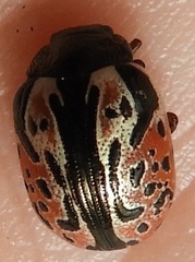 Calligrapha spiraeae