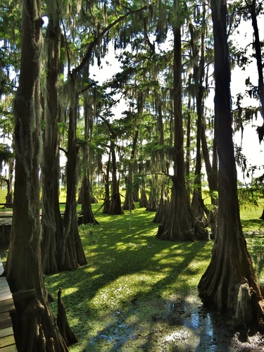 Taxodium distichum