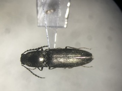 Corymbitodes elongaticollis