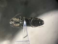 Corymbitodes elongaticollis