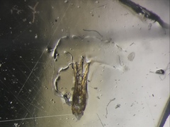 Corymbitodes elongaticollis