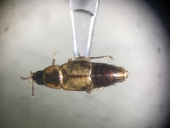 Lordithon thoracicus