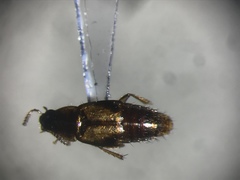 Lordithon thoracicus