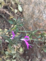 Dicliptera clinopodia