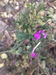 Dicliptera clinopodia